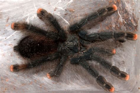 pinktoe tarantula